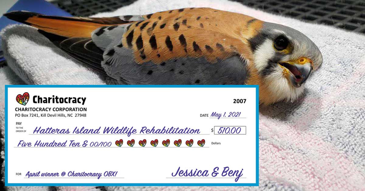 Charitocracy OBX's 7th check to April winner Hatteras Island Wildlife Rehabilitation for $510