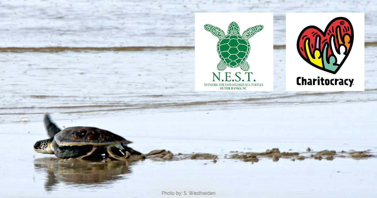 nominee N.E.S.T. (The Network for Endangered Sea Turtles)
